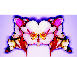 The Legend - Flore De Mal by Michel Haddi