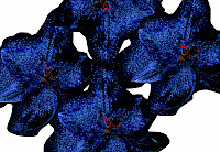 Signed Book in Plexiglass with Print Image 19