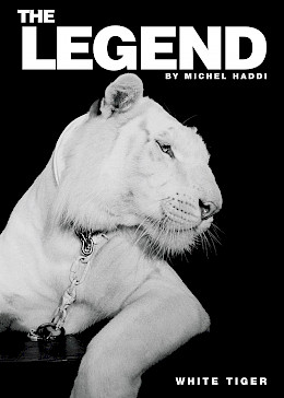 White Tiger by Michel Haddi